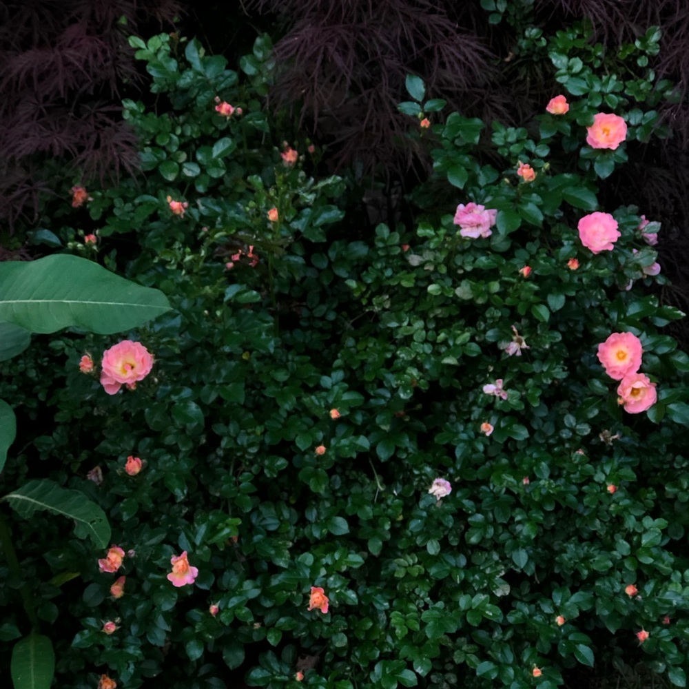 Meet your Posher, Aizah